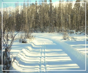 A snowy field with trees and snow on the ground.