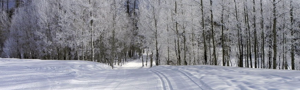 A snowy path through the woods with trees.