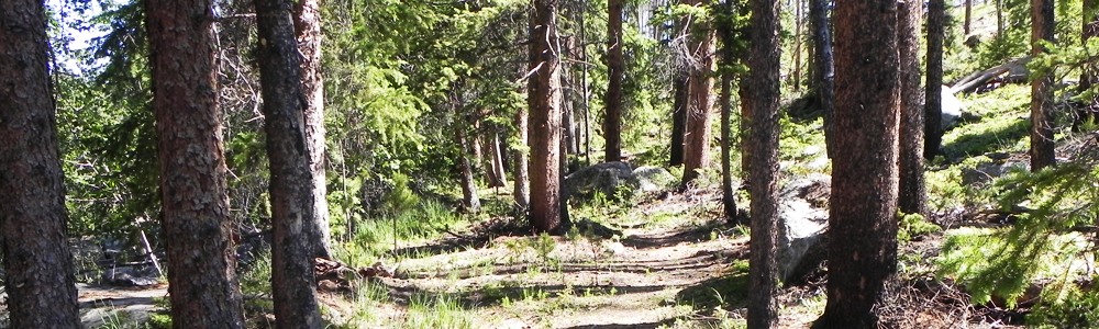 A forest with trees and grass on the ground.