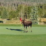 A moose is standing on the grass in front of trees.