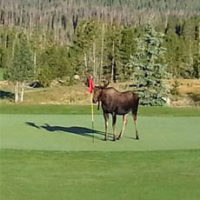 A moose is standing on the grass in front of trees.