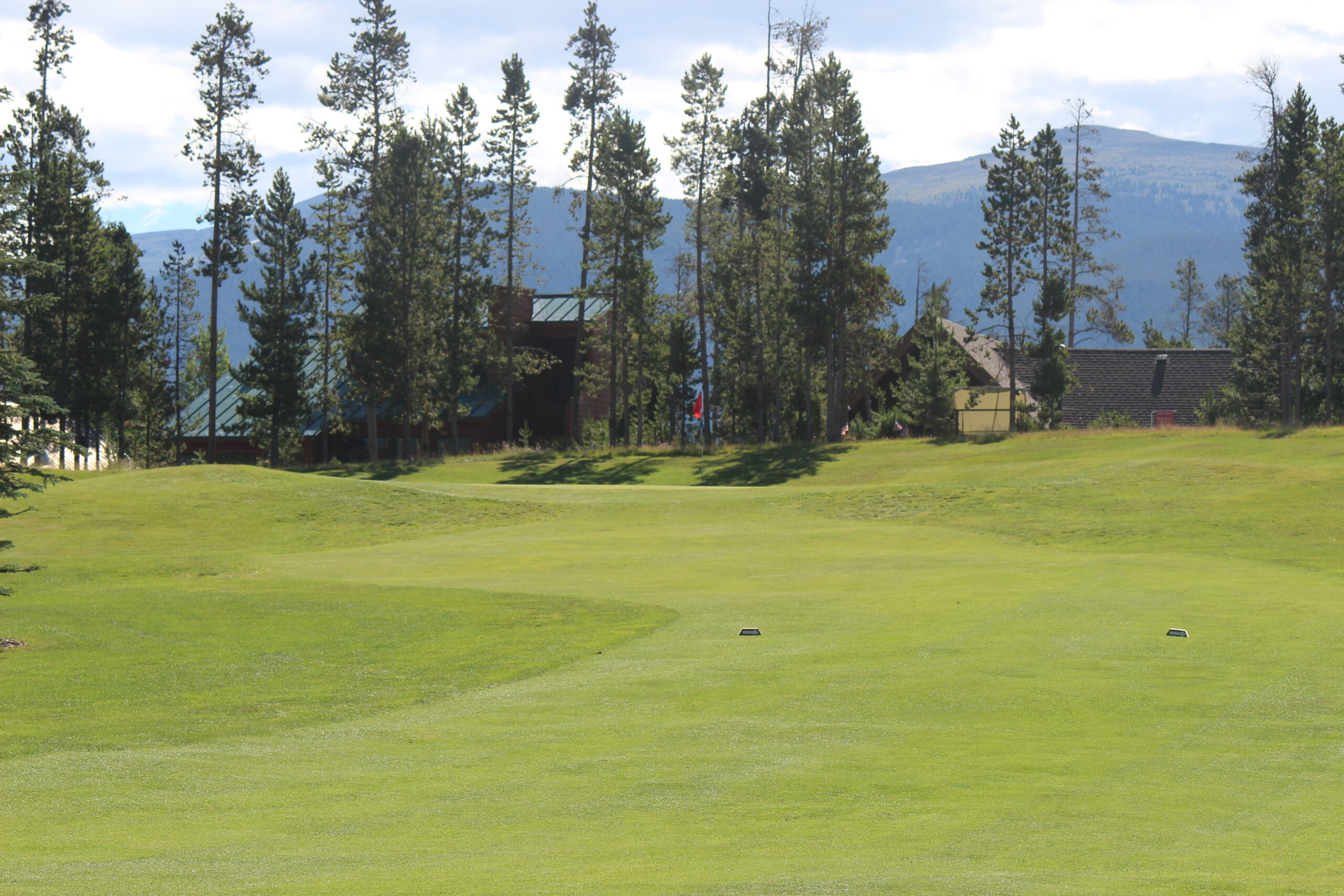Golf green and fairway bordered by pine trees
