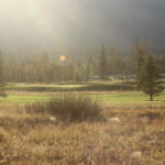 A field with trees and sun shining in the background.