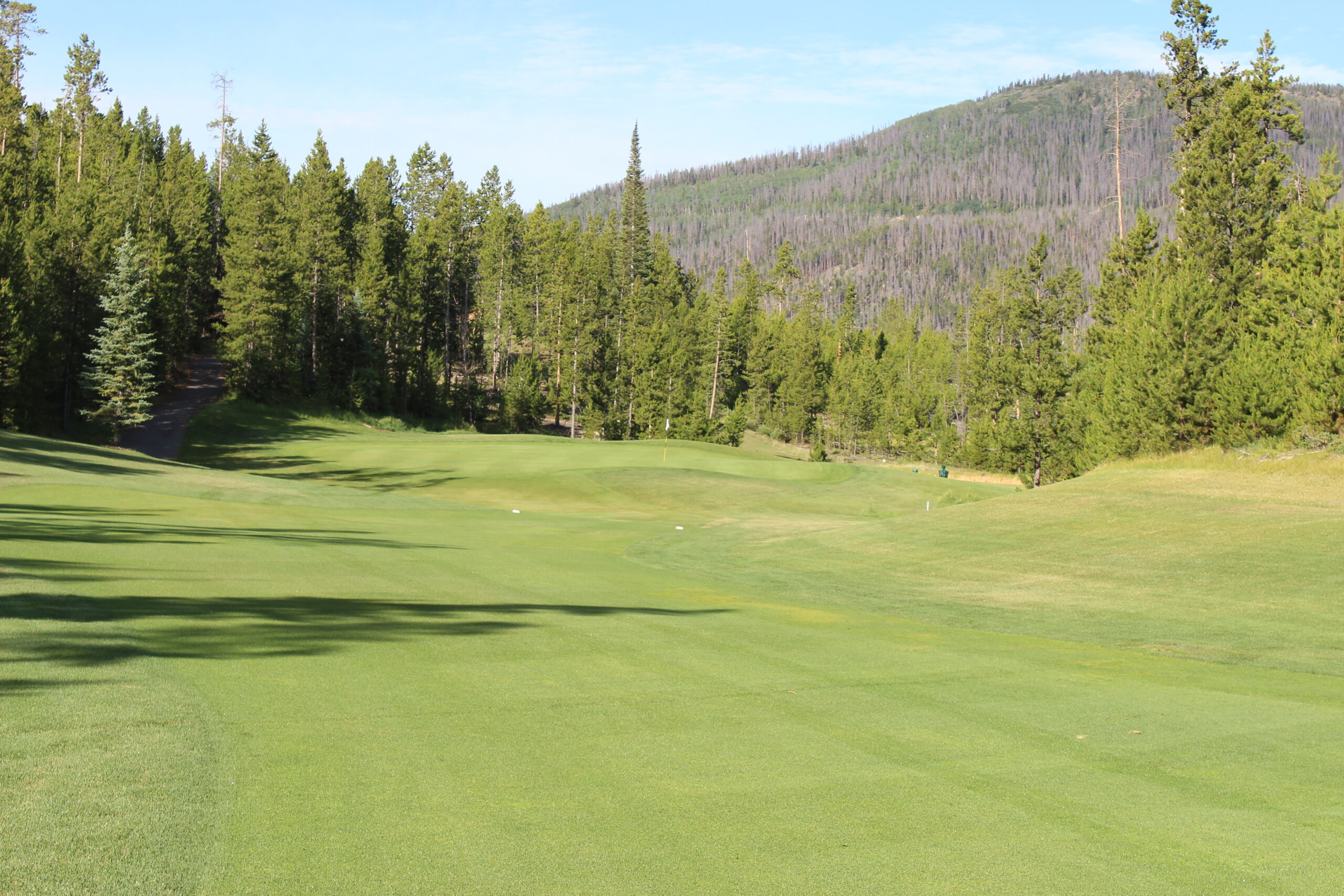 Golf course green surrounded by pine trees