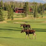 Two moose are walking across a green field.