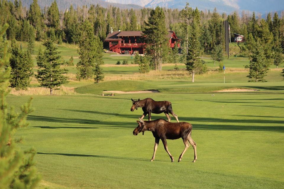 Two moose are walking across a green field.