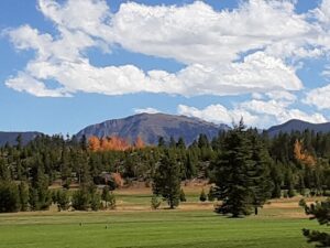 A field with trees and mountains in the background.