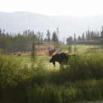 A moose is walking through the grass near some trees.