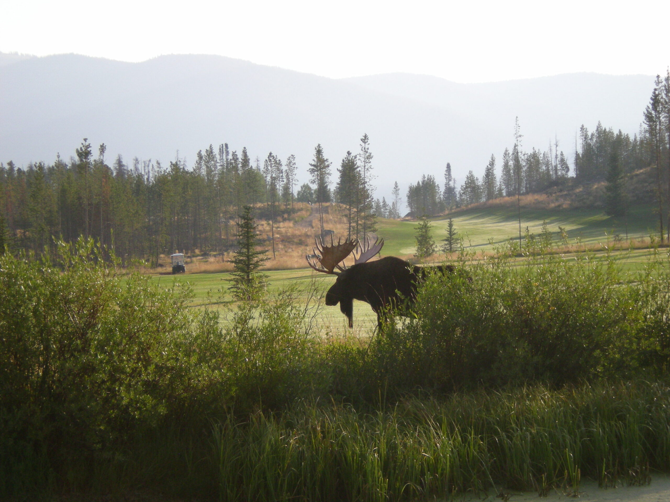 A moose is walking through the grass near some trees.