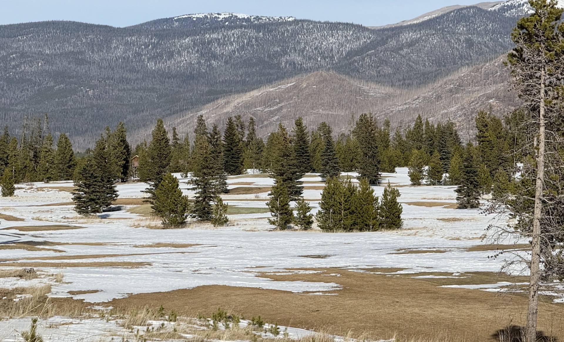 Snowy meadow with pine trees and mountains
